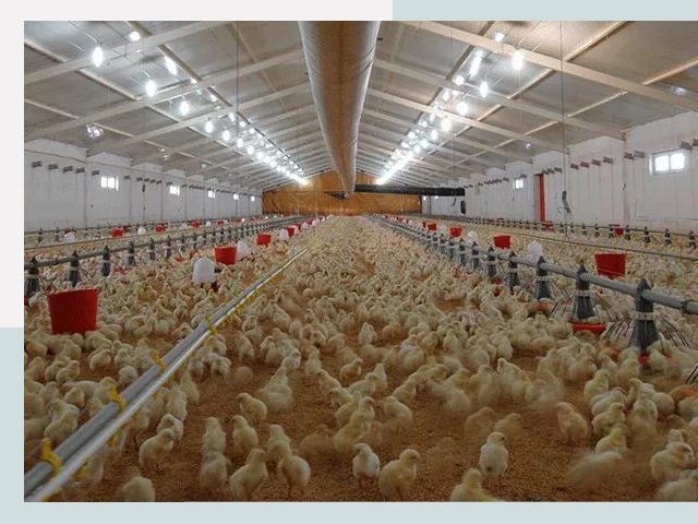 Проектирование птичников в Астрахани от 51380 р. | СтальСтрой-Стр